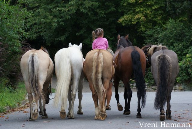 Jenni begleitet die Pferde auf dem Weg zur Koppel